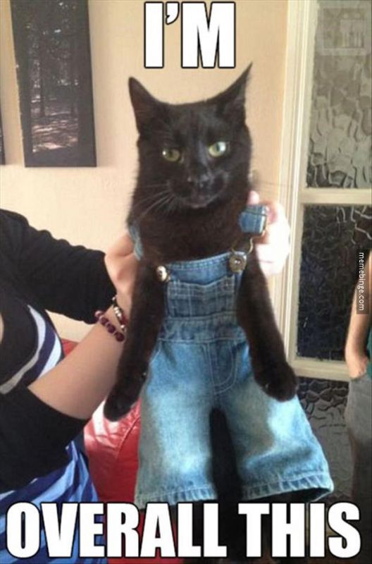 Cat_Meme_Overall.jpg