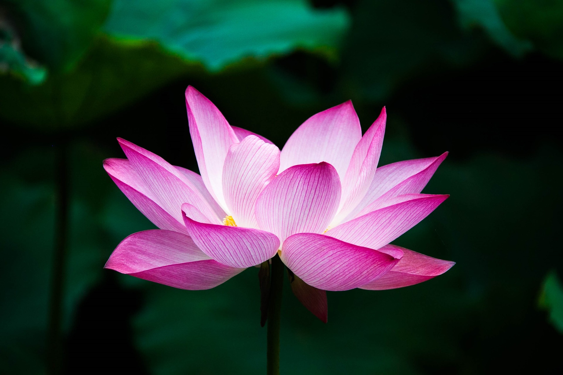 lotus-978659_1920.jpg