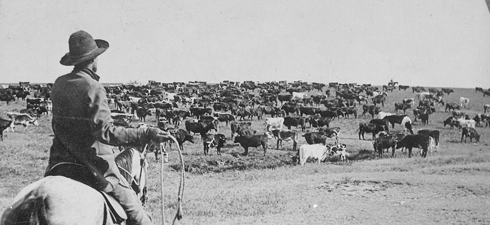 Roundup_on_the_Sherman_Ranch,_Genesee,_Kans._Cowboy_with_lasso_readied_looks_beyond_the_herd_on_the_open_range_to_his_fe_-_NARA_-_533791.jpg