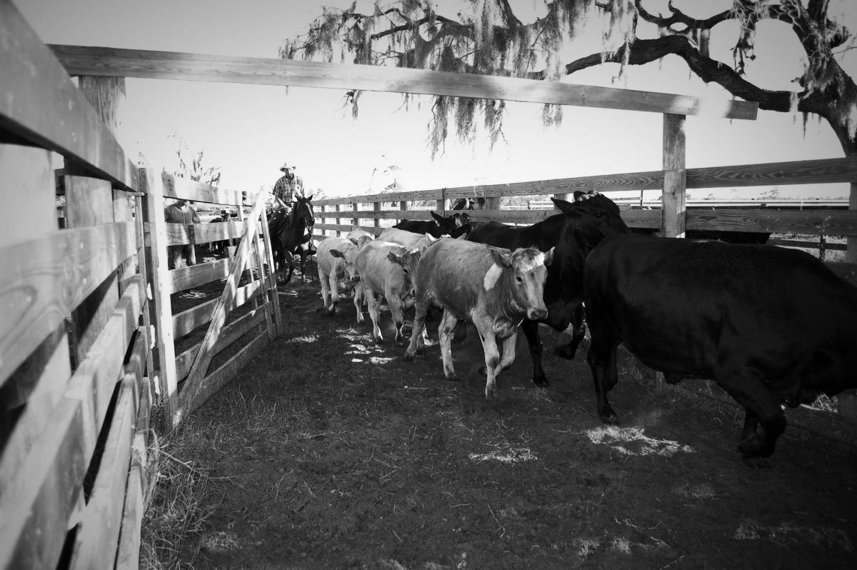 Coralling_Cattle_BW_Small.jpg