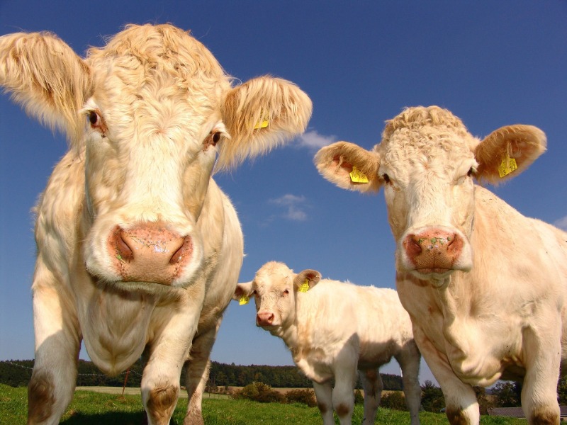 cows-1029077_1920.jpg