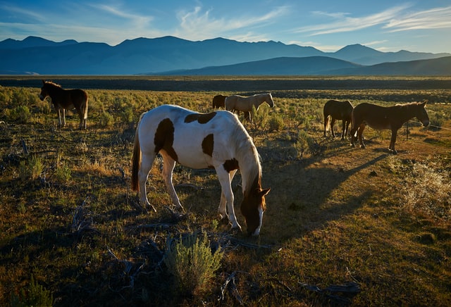 Horses_in_Pasture.jpg