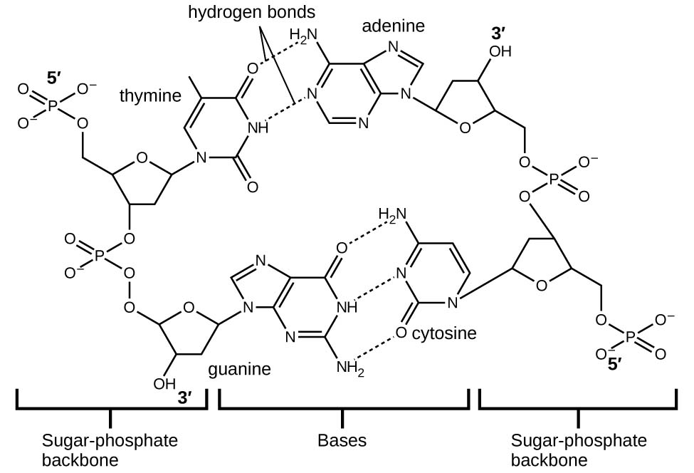 A large Lewis structure is shown. The top left corner of this structure, labeled “5, prime,” shows a phosphorus atom single bonded to three oxygen atoms, one of which has a superscripted negative charge, and double bonded to a fourth oxygen atom. One of the single bonded oxygen atoms is single bonded to the left corner of a five-membered ring with an oxygen atom at its top point and which is single bonded to an oxygen atom on the bottom left. This oxygen atom is single bonded to a phosphorus atom that is single bonded to two other hydrogen atoms and double bonded to a fourth oxygen atom. The lower left of these oxygen atoms is single bonded to another oxygen atom that is single bonded to a five-membered ring with an oxygen in the upper bonding site. The bottom left of this ring has a hydroxyl group attached to it while the upper right carbon is single bonded to a nitrogen atom that is part of a five-membered ring bonded to a six-membered ring. Both of these rings have points of unsaturation and nitrogen atoms bonded into their structures. On the right side of the six-membered ring are two single bonded amine groups and a double bonded oxygen. Three separate dotted lines extend from these sites to corresponding sites on a second six-membered ring. This ring has points of unsaturation and a nitrogen atom in the bottom right bonding position that is single bonded to a five-membered ring on the right side of the image. This ring is single bonded to a carbon that is single bonded to an oxygen that is single bonded to a phosphorus. The phosphorus is single bonded to two other oxygen atoms and double bonded to a fourth oxygen atom. This group is labeled “5, prime.” The five-membered ring is also bonded on the top side to an oxygen that is bonded to a phosphorus single bonded to two other oxygen atoms and double bonded to a fourth oxygen atom. The upper left oxygen of this group is single bonded to a carbon that is single bonded to a five-membered ring with an oxygen in the bottom bonding position. This ring has a hydroxyl group on its upper right side that is labeled “3, prime” and is bonded on the left side to a nitrogen that is a member of a five-membered ring. This ring is bonded to a six-membered ring and both have points of unsaturation. This ring has a nitrogen on the left side, as well as an amine group, that have two dotted lines leading from them to an oxygen and amine group on a six membered ring. These dotted lines are labeled “Hydrogen bonds.” The six membered ring also has a double bonded oxygen on its lower side and a nitrogen atom on its left side that is single bonded to a five-membered ring. This ring connects to the two phosphate groups mentioned at the start of this to form a large circle. The name “guanine” is written below the lower left side of this image while the name “cytosine” is written on the lower right. The name “thymine” is written above the right side of the image and “adenine” is written on the top right. Three sections are indicated below the images where the left is labeled “Sugar, dash, phosphate backbone,” the middle is labeled “Bases” and the right is labeled “Sugar, dash, phosphate backbone.”