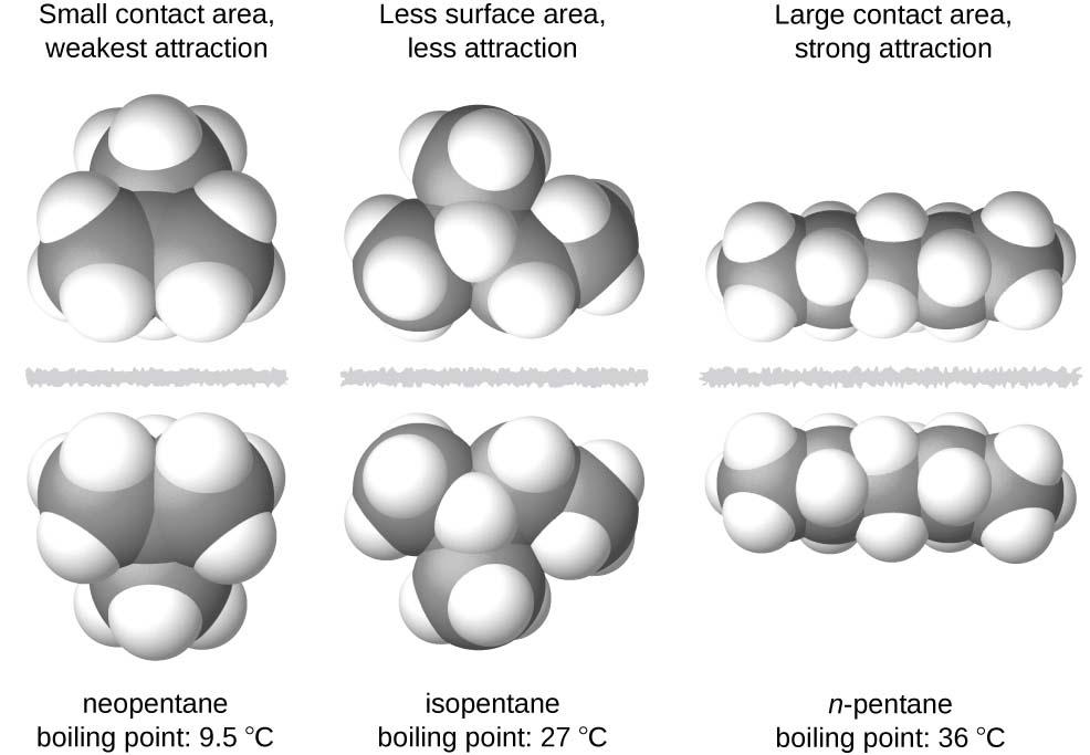 Three images of molecules are shown. The first shows a cluster of large, gray spheres each bonded together and to several smaller, white spheres. There is a gray, jagged line and then the mirror image of the first cluster of spheres is shown. Above these two clusters is the label, “Small contact area, weakest attraction,” and below is the label, “neopentane boiling point: 9.5 degrees C.” The second shows a chain of three gray spheres bonded by the middle sphere to a fourth gray sphere. Each gray sphere is bonded to several smaller, white spheres. There is a jagged, gray line and then the mirror image of the first chain appears. Above these two chains is the label, “Less surface area, less attraction,” and below is the label, “isopentane boiling point: 27 degrees C.” The third image shows a chain of five gray spheres bonded together and to several smaller, white spheres. There is a jagged gray line and then the mirror image of the first chain appears. Above these chains is the label, “Large contact area, strong attraction,” and below is the label, “n-pentane boiling point 36 degrees C.”